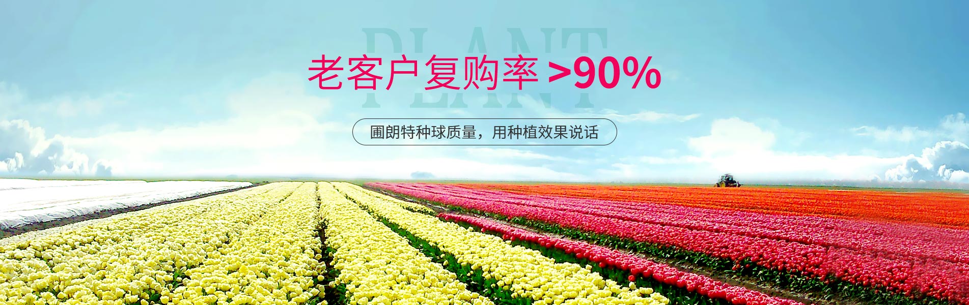 圃朗特種球質量，用種植效果說話